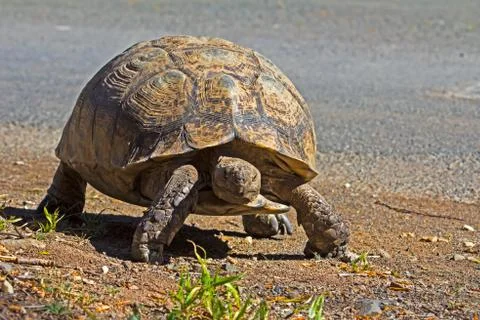 Leopard tortoise walking next to road Stock Photos