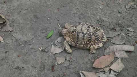 Leopard tortoise walking slowly on the ground with a protective shell Stock Footage 297276595