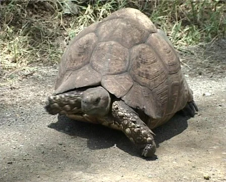 Leopard Tortoise Walking Slowly Through Grassland Habitat Stock Footage 437256