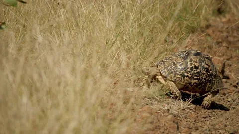 Leopard Tortoise walking in the wild Stock Footage 154344551