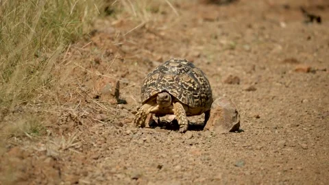 Leopard Tortoise walking in the wild Stock Footage 154344713