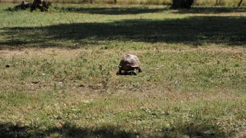 Leopard tortoise walks slowly away from camera on short green grass Stock Footage 239808361