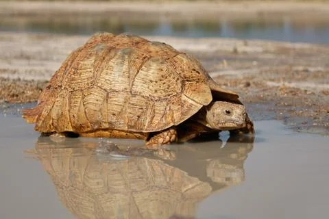 Leopard tortoise at a waterhole Stock Photos