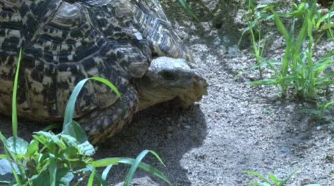 Leopard tortoise in the wild Stock Footage 10598788