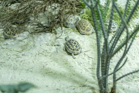 Leopard Tortoises Exploring Grass in Natural Habitat Stock Photos