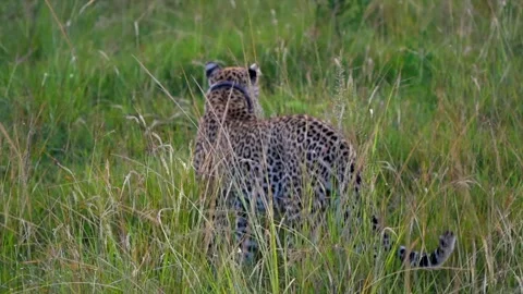 Leopard with tracking collar walking in grassland of Uganda. Slow motion Video stock 342649611