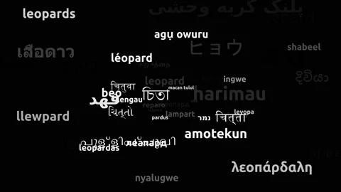 Leopard Translated in 54 Worldwide Languages Endless Looping 3d Zooming Wordc Video stock 145212785