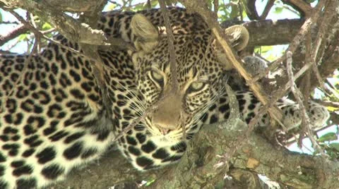 Leopard in a tree 1 Stock Footage 8982730