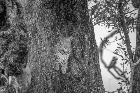 Leopard in a tree in black and white. Stock Photos