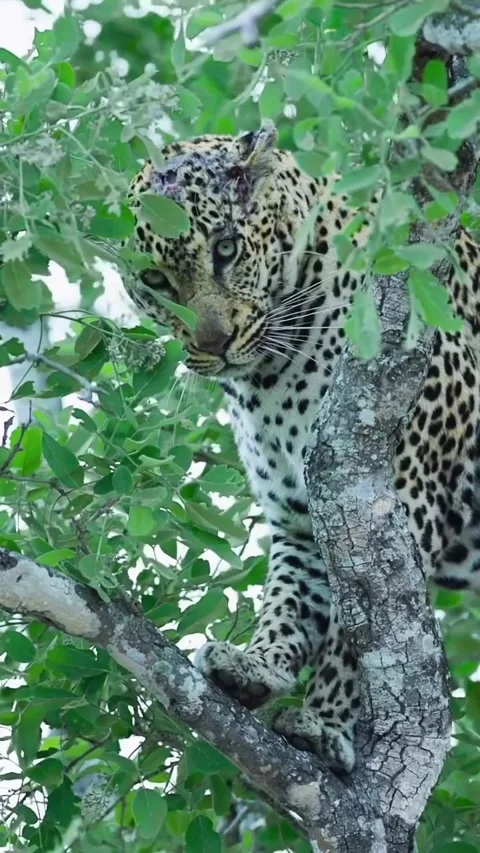 Leopard on a tree branch Stock Footage 318770913