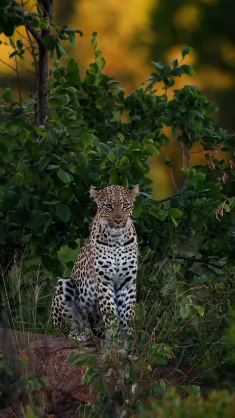 Leopard on a tree branch Stock Footage 318770977