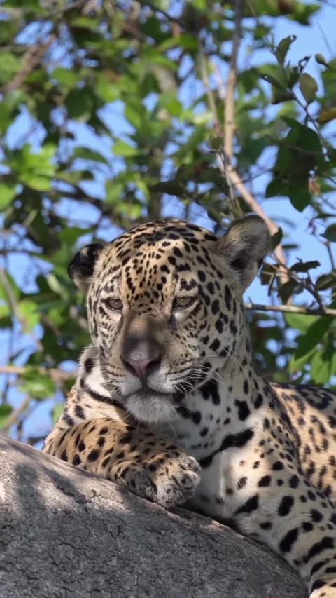 Leopard on a tree branch Stock Footage 318770982