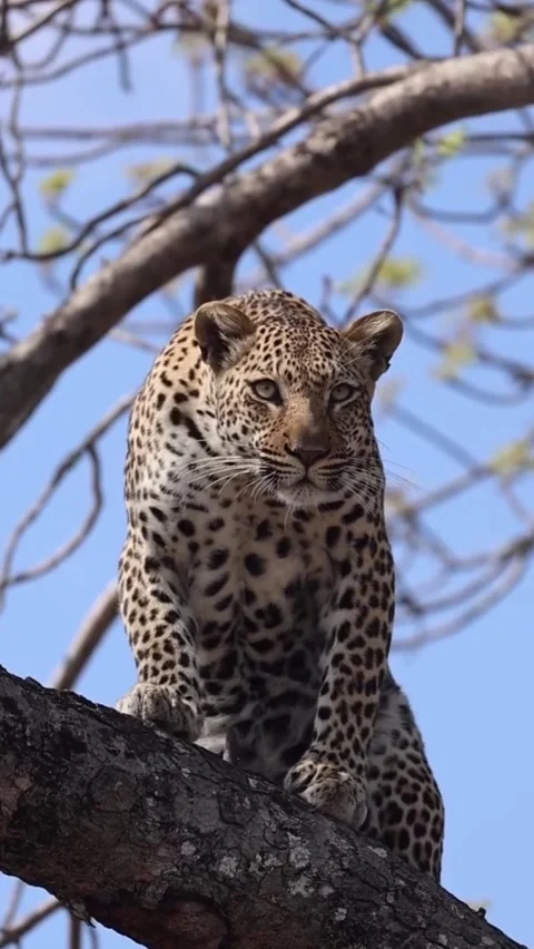 Leopard on a tree branch Stock Footage 321260136