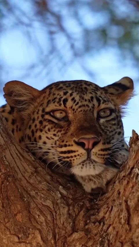 Leopard on a tree branch Stock Footage 321750905