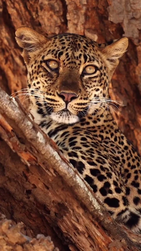 Leopard on a tree branch Stock Footage 321750936