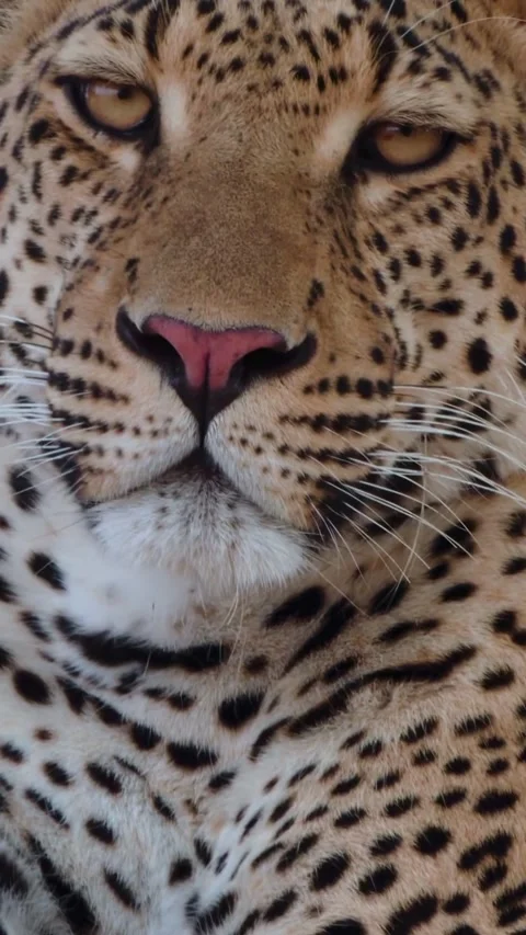 Leopard on a tree branch Stock Footage 321750967