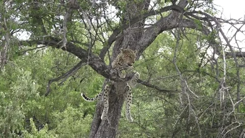 Leopard on tree branch; widening reveals antelope carcass above — Part 5 Stock Footage 320790424