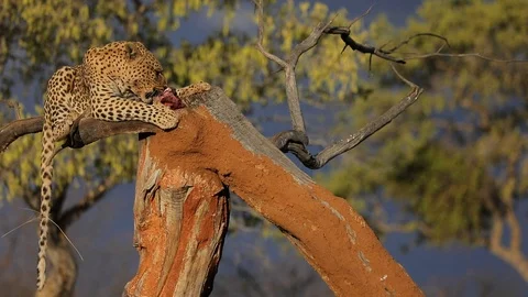 Leopard on the tree with catch. Видео 102442786