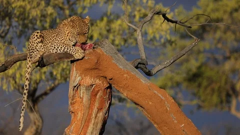 Leopard on the tree with catch. Stock Footage 102442937