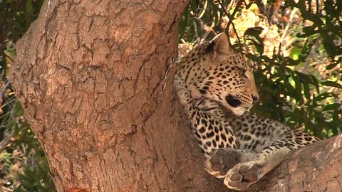 Leopard on the tree in Chobe National Park 스톡 동영상 129835505