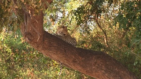 Leopard on the tree in Chobe National Park Stock Footage 129836180