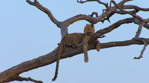Leopard on the tree in Chobe National Park Stock Footage 129836937