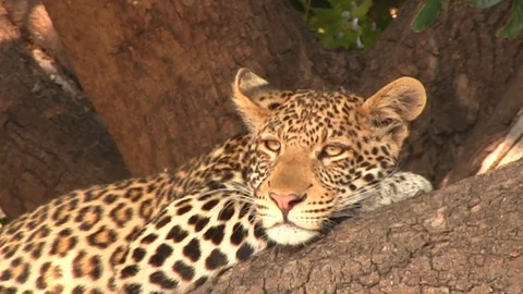 Leopard on the tree in Chobe National Park Vídeo Stock 129837470