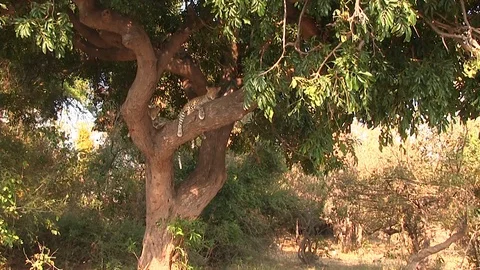 Leopard on the tree in Chobe National Park Stock Footage 129837546