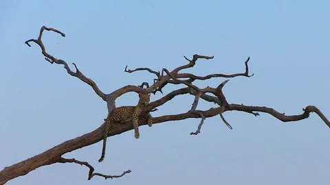 Leopard on the tree in Chobe National Park 스톡 동영상 129840124