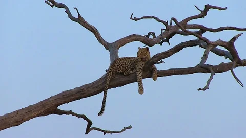 Leopard on the tree in Chobe National Park 스톡 동영상 129840439