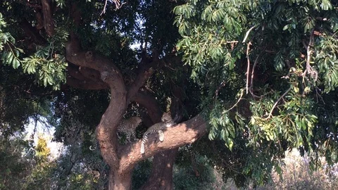 Leopard on the tree in Chobe National Park 스톡 동영상 129840684