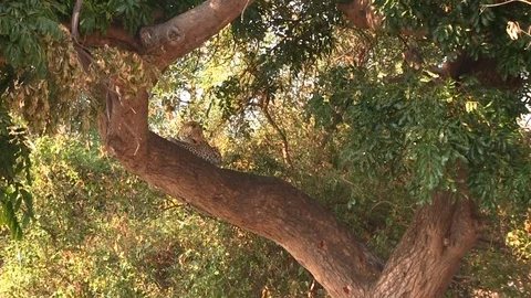 Leopard on the tree in Chobe National Park Vídeo Stock 129841396