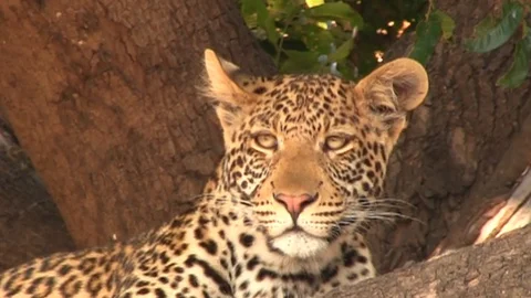 Leopard on the tree in Chobe National Park 스톡 동영상 129841485