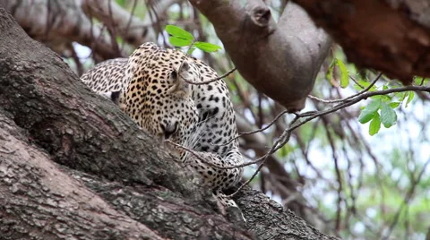 Leopard in a tree cleaning itself Video stock 65416189