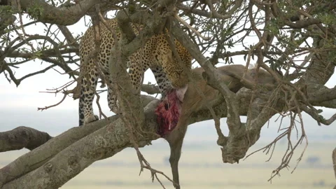 Leopard on tree, eating its deer prey Stock Footage 322207306