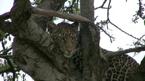 Leopard on a tree facing camera 2 Stock Footage 550405