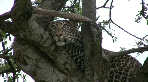 Leopard on a tree Stock Footage 550403