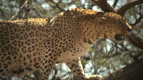 Leopard on Tree Stock Footage 10969958