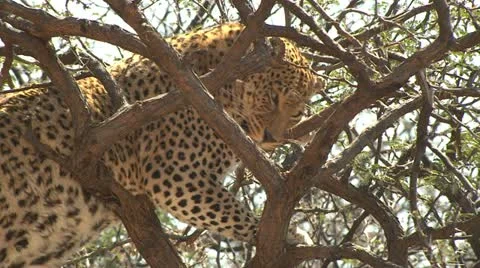 Leopard on Tree Stock Footage 10970075