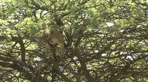 LEOPARD IN TREE 库存影片 22026416