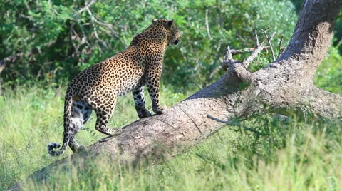 Leopard on Tree Stock Footage 41639693