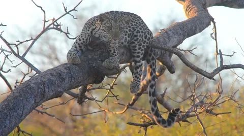 Leopard in a tree 스톡 동영상 43033138