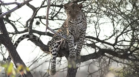 Leopard in a tree 스톡 동영상 43053194