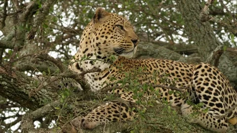 Leopard in tree Stock Footage 134083655