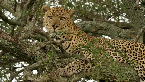 Leopard in tree Stock Footage 134084577