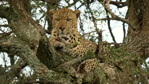 Leopard in tree Stock Footage 134087709