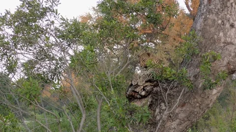 Leopard in a tree Stock Footage 146587294