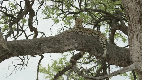 Leopard in tree Stock Footage 159225564