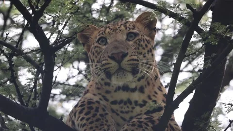 Leopard in tree Stock Footage 161054079