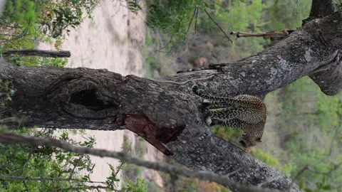 Leopard up a tree Stock Footage 165148288